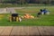 Wooden table on a blurred farm background, farmland, farm vehicles, machinery and agricultural produce. Fruits are stacked - can b