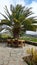 Wooden table and chairs beneath a mature tropical palm tree overlooking rustic nature and fincas