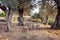 Wooden table and chairs in the shade of the grove of olive trees