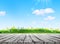 Wooden table and grass and spring flowers field blurred background