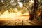 Wooden table with olive tree