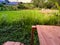 Wooden table terrace of cafe with beautiful green rice fields view. Bali