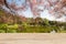 Wooden table top on blurred cherry blossom tree and lake background