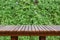 Wooden table or wooden planks with blurred ornamental plants or ivy or garden tree.