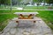 Wooden tables and benches stand in the park close-up. sitting bank. sit in the park.sit on stone floor.
