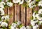 Wooden texture background decorated with blooming branches.