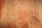 Wooden texture of a freshly cut pine tree close-up