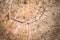 Wooden textured background. Cross-sectional view of a log cut end wooden textured