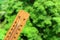 Wooden thermometer against green foliage in the sun showing very high temperature