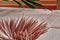 Wooden toothpicks stand on wooden table. On background of window and green twig tropical plant. Side view.