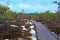 A wooden tourist trail through the swamp, with low pine trees along the edges. An early spring.