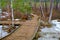 A wooden tourist trail through the swamp, with low pine trees along the edges. An early spring.