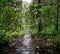 Wooden trail in the Amazon rain forest of Colombia