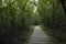 Wooden trail in a forest, lush vegetation