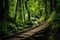 wooden trail leading through lush green forest