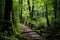 wooden trail leading through lush green forest