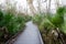 Wooden Trail with Palmettos
