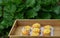 On a wooden tray with white lace are freshly baked rhubarb muffins