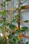 Wooden trellis for climbing plants with blooming thunbergia. Bright orange flowers