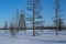 Wooden triangulation tower in a snowy forest.