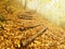 Wooden trunk steps in autumn forest, tourist footpath. Colorful autumn park.