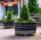 Wooden tubs filled with plants and flowers, garden and outdoor decorations