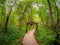 Wooden tunnel on the boardwalk. Wooden deck, eco trail without people, passing directly through the fancy deep green forest