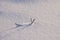 A wooden twig sticking out of the snow