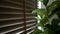 Wooden venetian blinds curtain shutter with green interior tree home decor