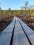 Wooden walking dock in the swamp