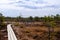 Wooden walking dock in the swamp of Kemeru National Park in Latvia.