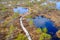 Wooden walking dock in the swamp of Kemeru National Park in Latvia.