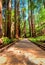 A wooden walking path through the forest