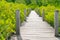 Wooden walking path leading into green mangrove