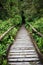 wooden walking way in hill evergreen forest of Doi Inthanon Chiangmai northern Thailand