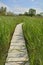 Wooden Walkway Across Wetland