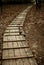 Wooden walkway in autumn with no person.