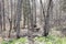 Wooden Walkway Bridge Amongst Trees Spring