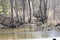 Wooden Walkway Bridge Amongst Trees Spring