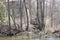 Wooden Walkway Bridge Amongst Trees Spring