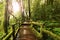 Wooden walkway through in deep rainforest