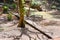 Wooden walkway edge stream