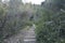 Wooden Walkway in Excess Greenery