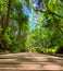 Wooden walkway in the forest leading to the Buraco do Padre cave in the state of Parana in Brazil. Brazilian landscapes.