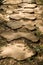 Wooden walkway in garden