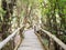 Wooden walkway in the green humid forest