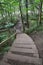 Wooden walkway in a green leafy forest