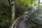 Wooden walkway in green springtime forest