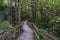 Wooden walkway in green springtime forest