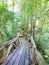 Wooden walkway in Huilo Huilo Biological Reserve, Los Rios Region, Chile